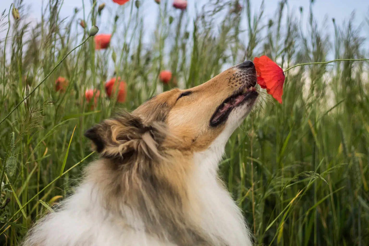 collie dog sniffing red poppy