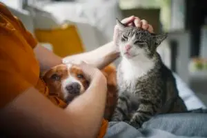 man sitting on the couch with his pet cat and dog