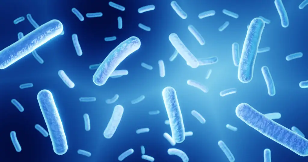 gut microbiome microscopic view, probiotics