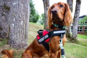 therapy dog with harness sitting outside