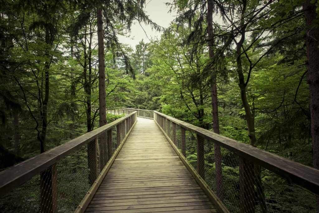 walking path lined with trees