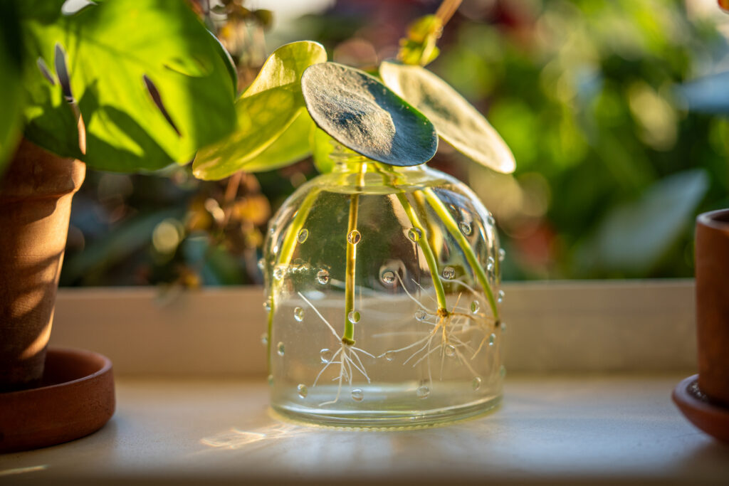 Healing through gardening: Indoor hydroponics for cancer recovery