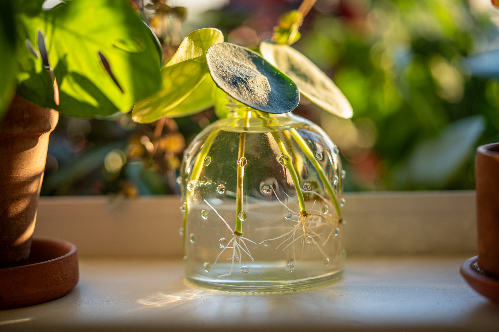 Healing through gardening: Indoor hydroponics for cancer recovery